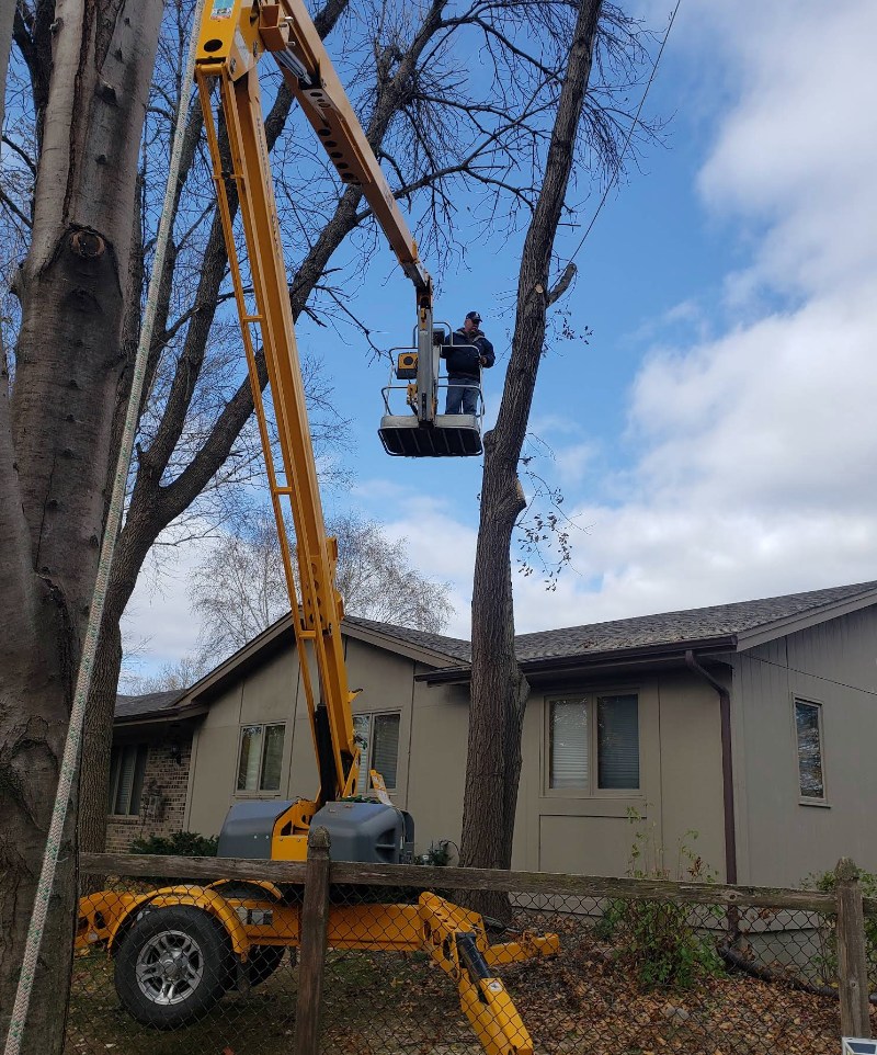 Tongen Tree & Snow project in the west metro area of the Twin Cities
